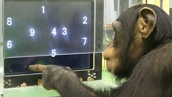 smartchimp