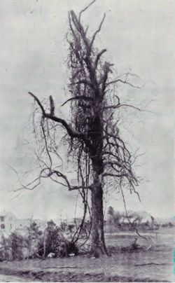 yhangingtree