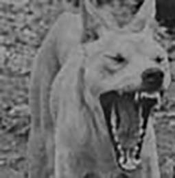 Chamberlain "Dingo" Trial (1982)